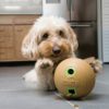 קונג Kong Bamboo Feeder Ball דיספנסר חטיפים - Image 2