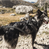 רתמת ספורטיבית לרכבות כלבים - Hurtta X-Sport Harness - Image 2