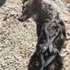 רתמת ספורטיבית לרכבות כלבים - Hurtta X-Sport Harness - Image 3
