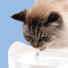 מזרקה לחתול פיקסי - Catit PIXI - Image 3
